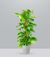 Pothos a Palo Alto da 90 cm