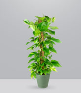 Pothos a Palo Alto da 90 cm