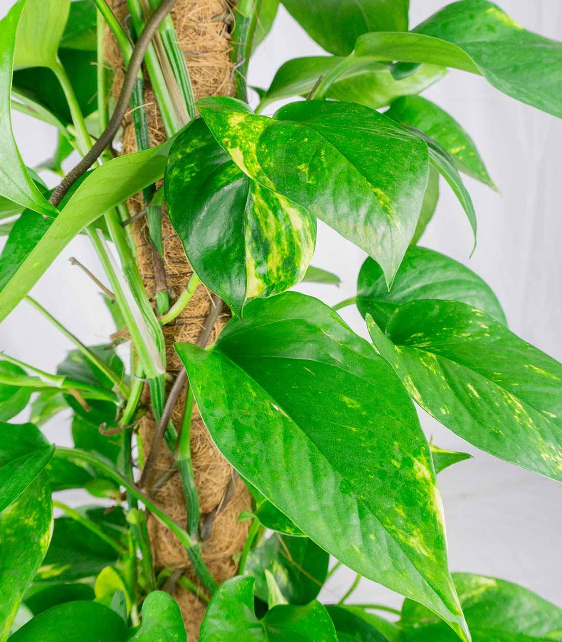 Pothos a Palo Alto da 90 cm