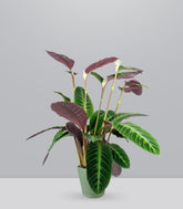 Calathea warscewiczi | 100 cm