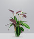 Calathea warscewiczi | 100 cm