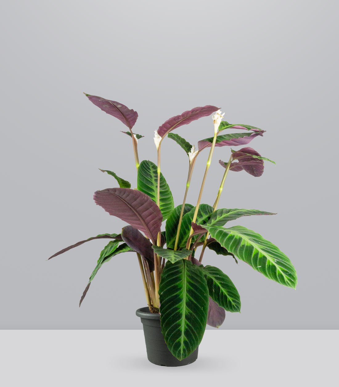 Calathea warscewiczi | 100 cm