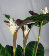 Calathea warscewiczi | 100 cm