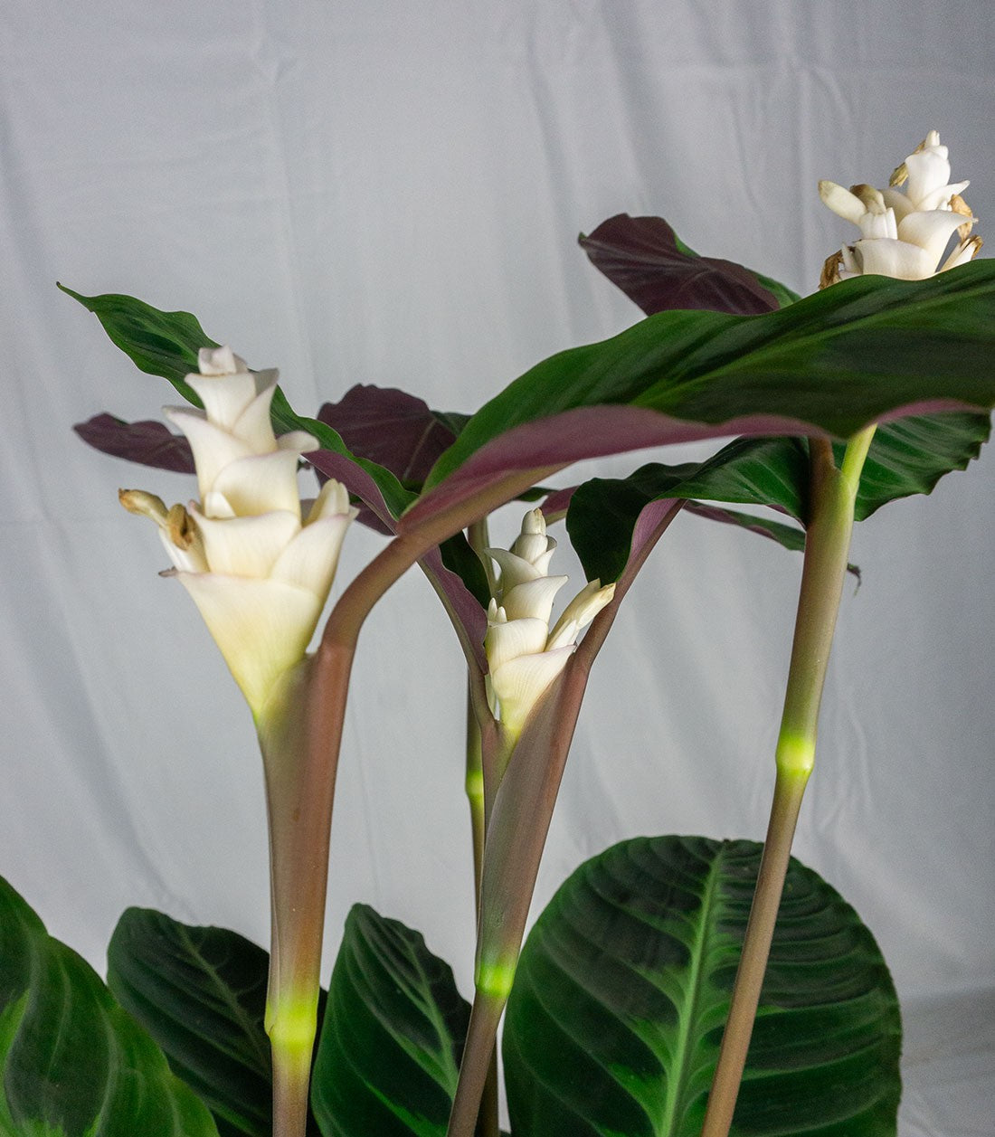 Calathea warscewiczi | 100 cm