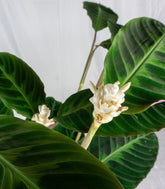 Calathea warscewiczi | 100 cm