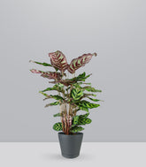 Calathea Makoyana | 80 cm