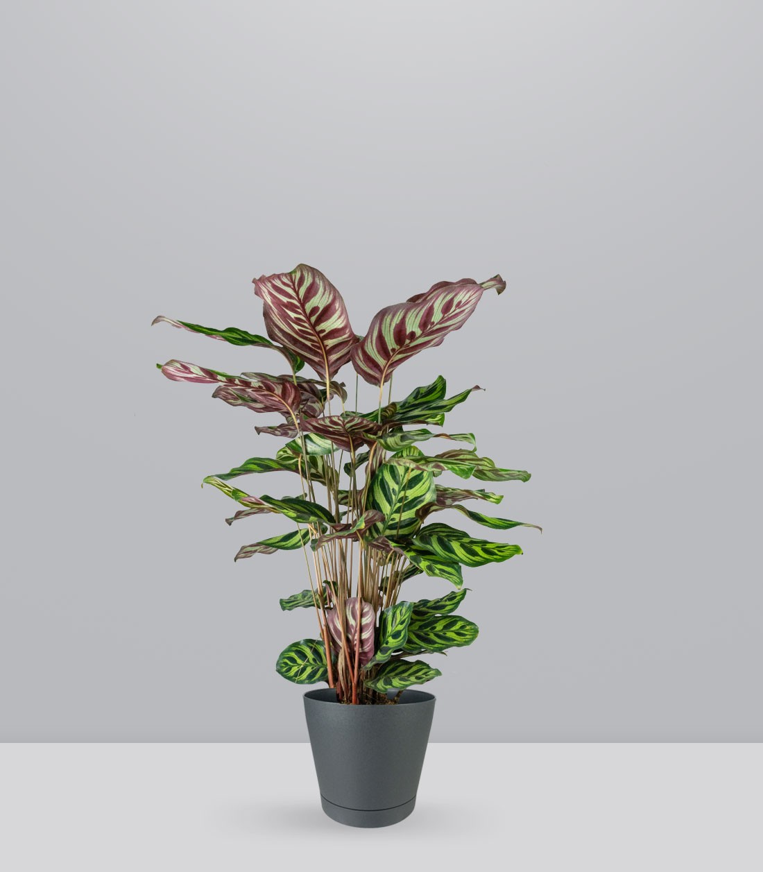 Calathea Makoyana | 80 cm