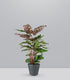 Calathea Makoyana | 80 cm