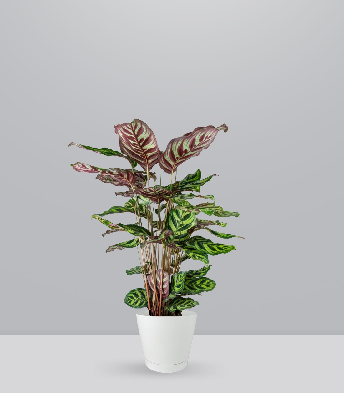 Calathea Makoyana | 80 cm