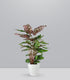 Calathea Makoyana | 80 cm