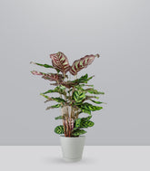 Calathea Makoyana | 80 cm
