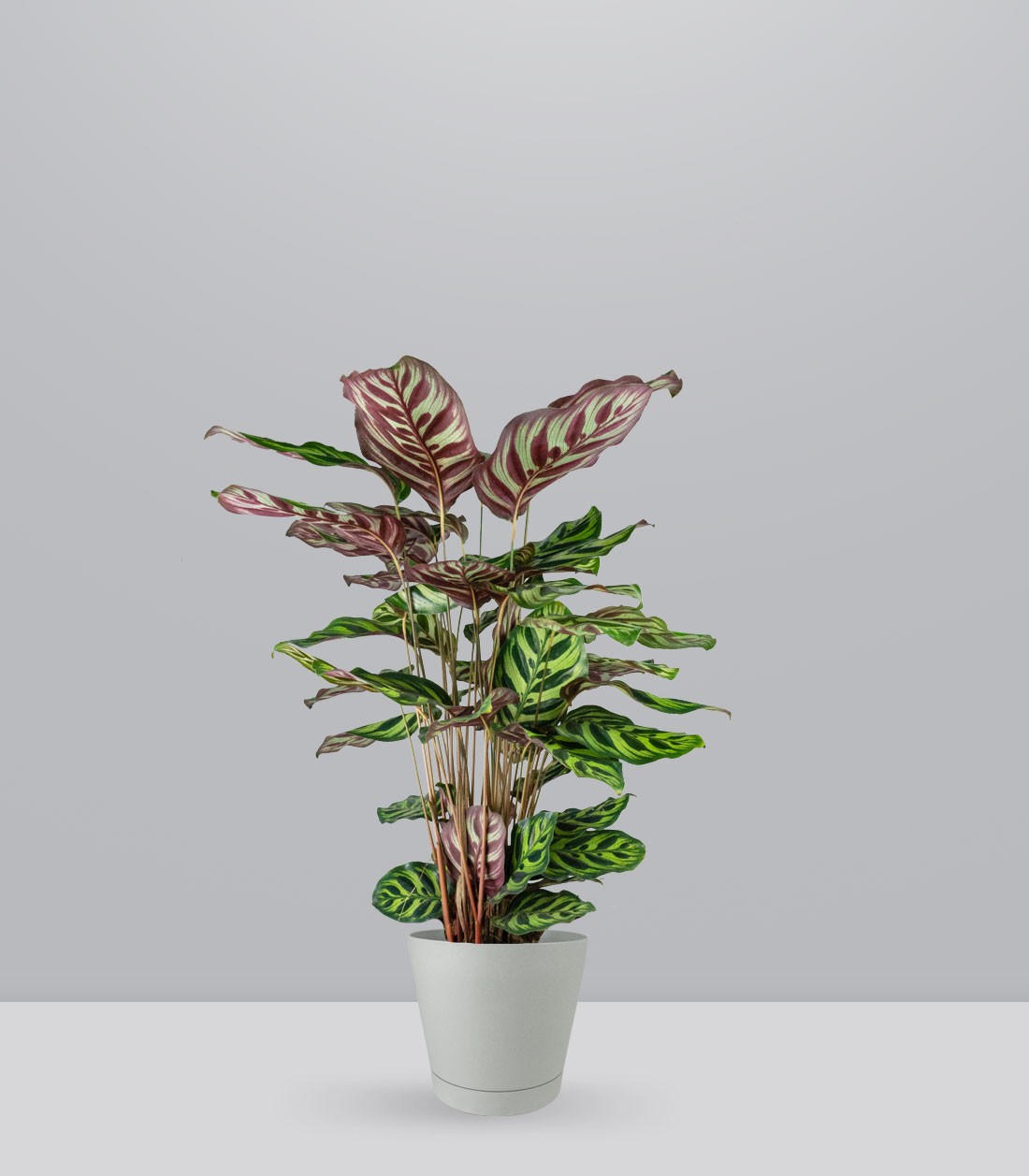 Calathea Makoyana | 80 cm