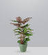Calathea Makoyana | 80 cm