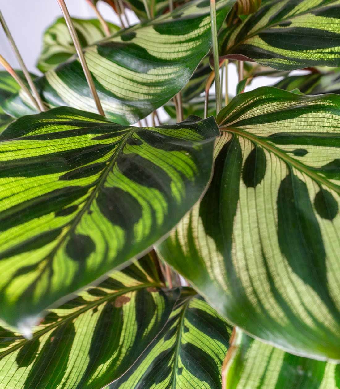 Calathea Makoyana | 80 cm