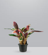 Calathea Triostar | 60 cm