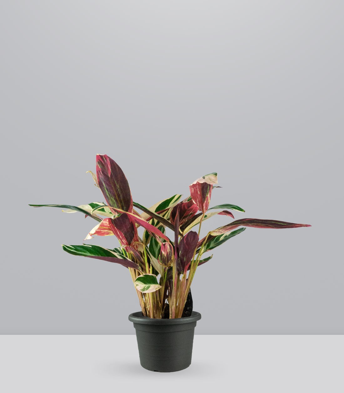 Calathea Triostar | 60 cm