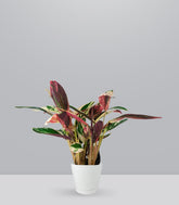 Calathea Triostar | 60 cm