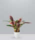 Calathea Triostar | 60 cm