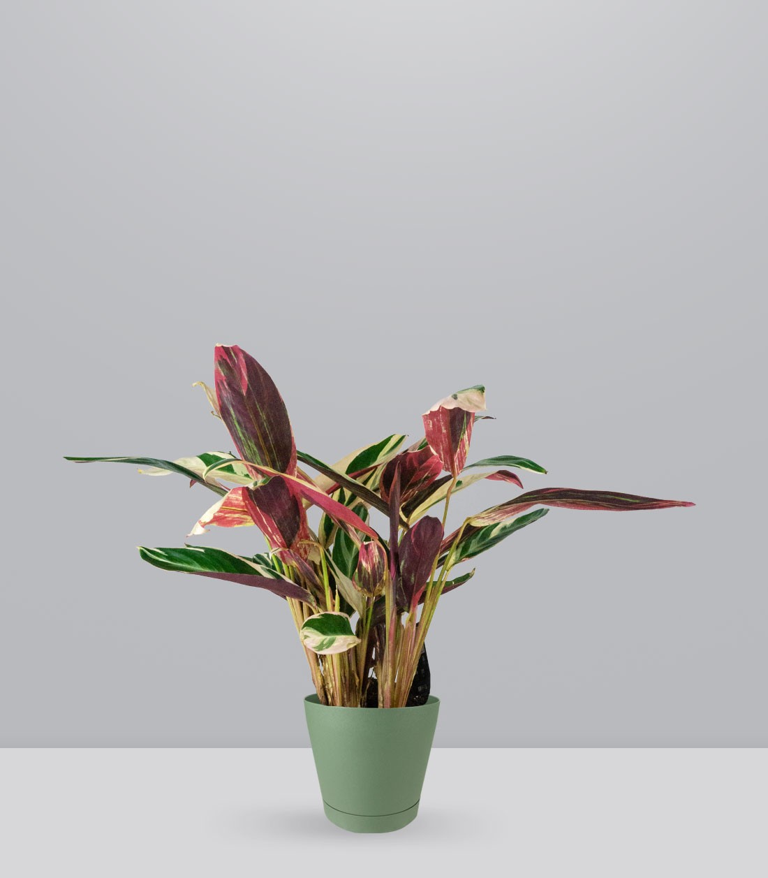 Calathea Triostar | 60 cm
