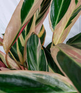 Calathea Triostar | 60 cm