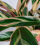 Calathea Triostar | 60 cm