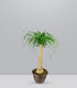 Beaucarnea Nolina o Pianta Mangiafumo | 80 cm
