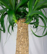 Beaucarnea Nolina o Pianta Mangiafumo | 80 cm