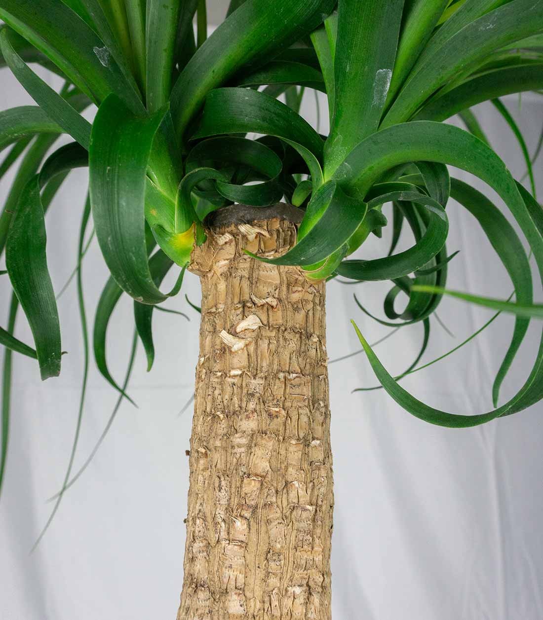 Beaucarnea Nolina o Pianta Mangiafumo | 80 cm