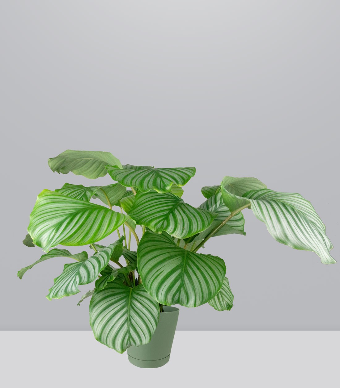Calathea Orbifolia | 70 cm