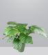 Calathea Orbifolia | 70 cm