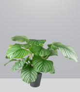 Calathea Orbifolia | 70 cm