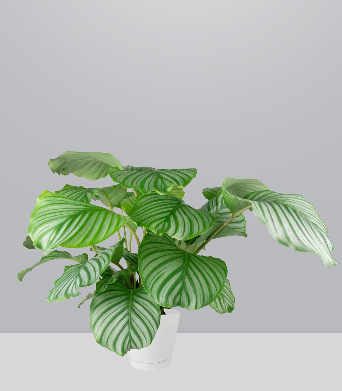Calathea Orbifolia | 70 cm