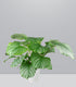 Calathea Orbifolia | 70 cm