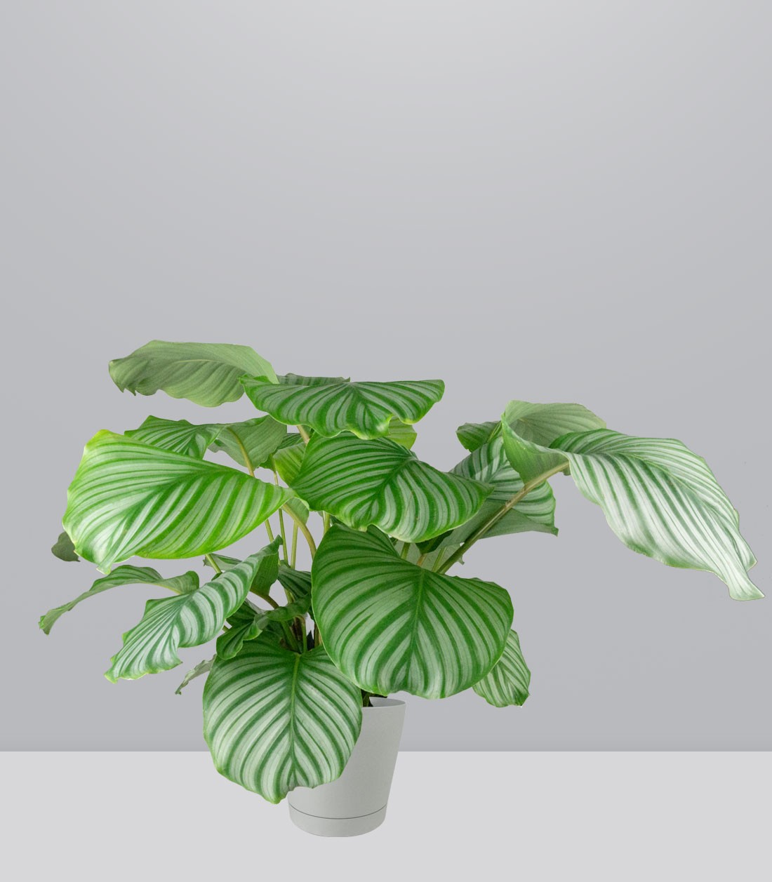 Calathea Orbifolia | 70 cm
