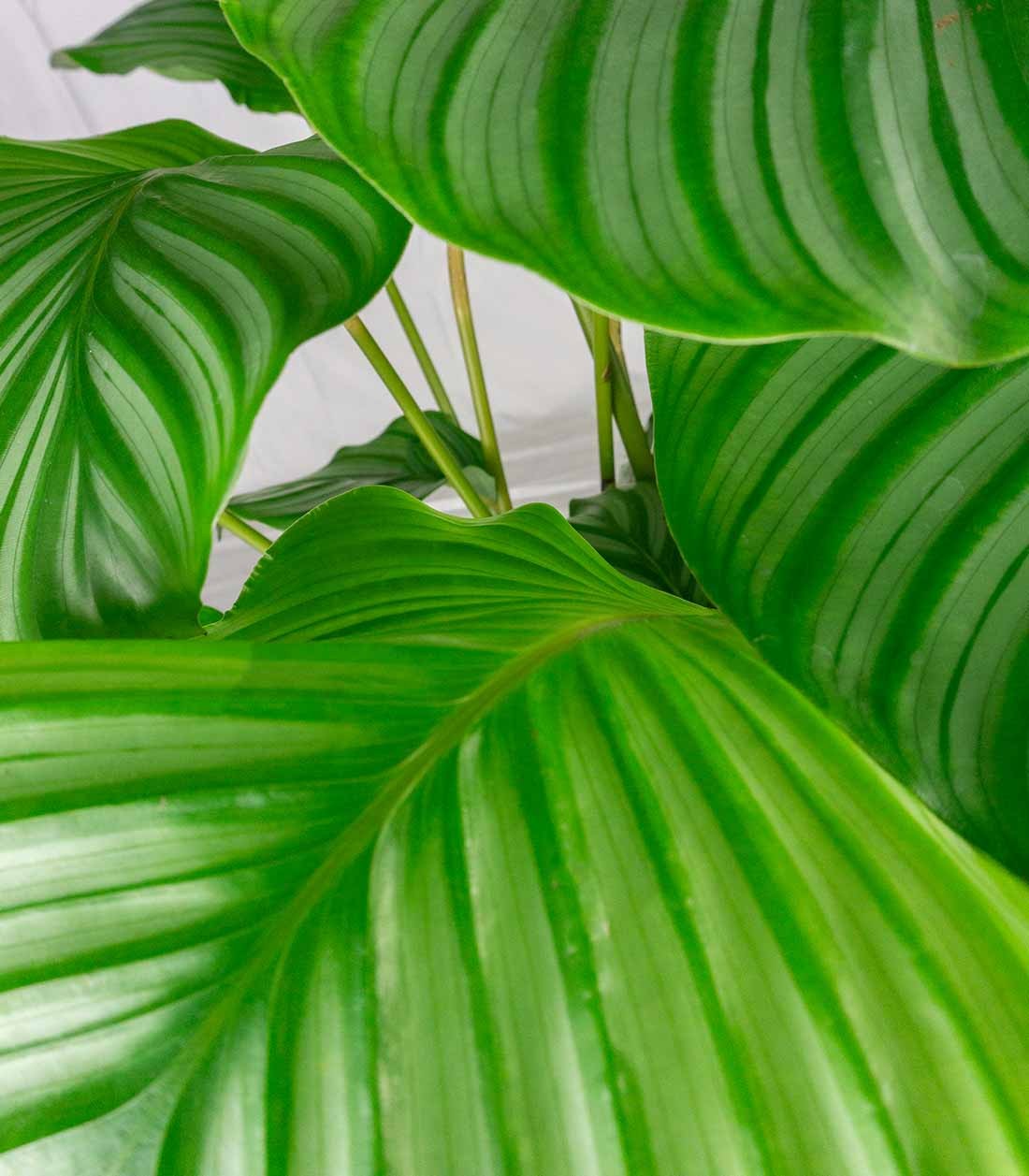 Calathea Orbifolia | 70 cm