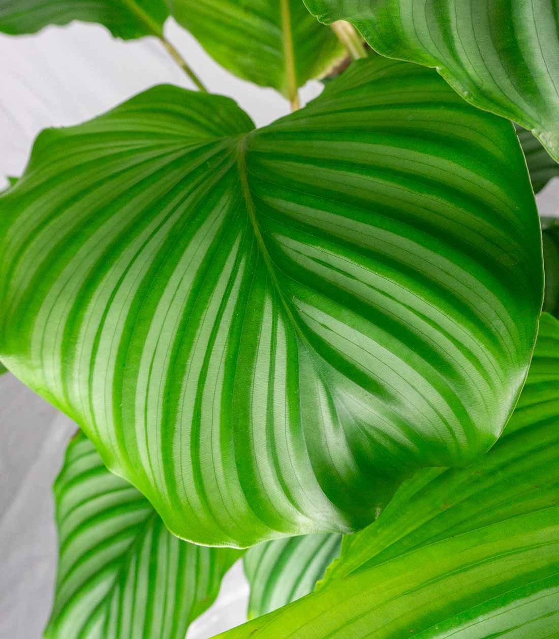 Calathea Orbifolia | 70 cm