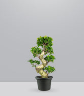 Ficus Ginseng | 80 cm