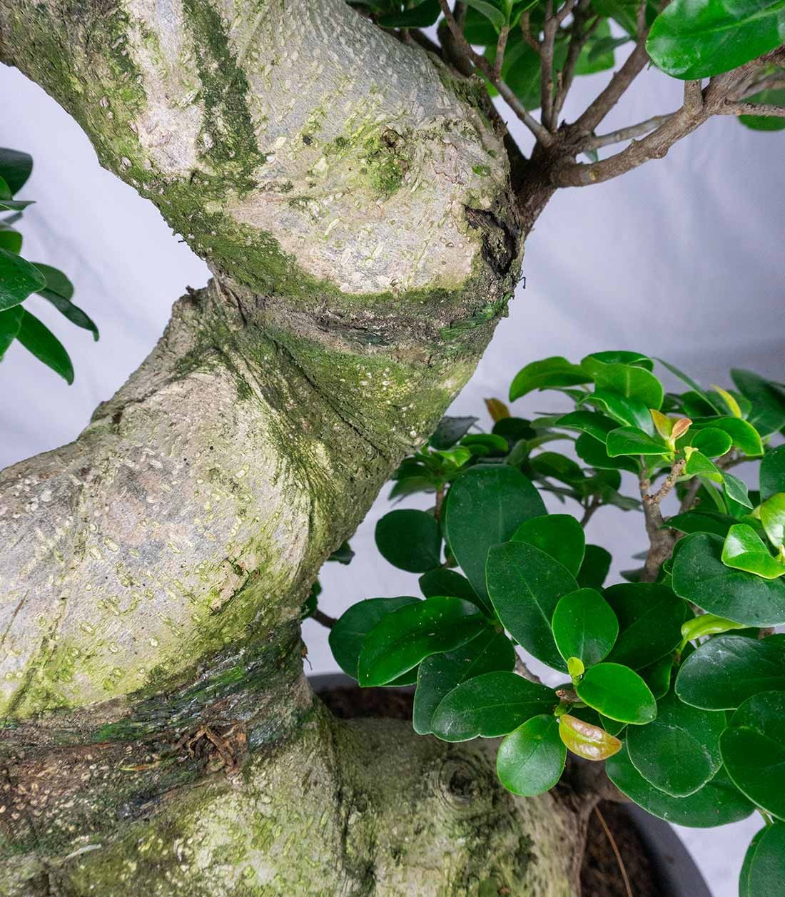 Ficus Ginseng | 80 cm