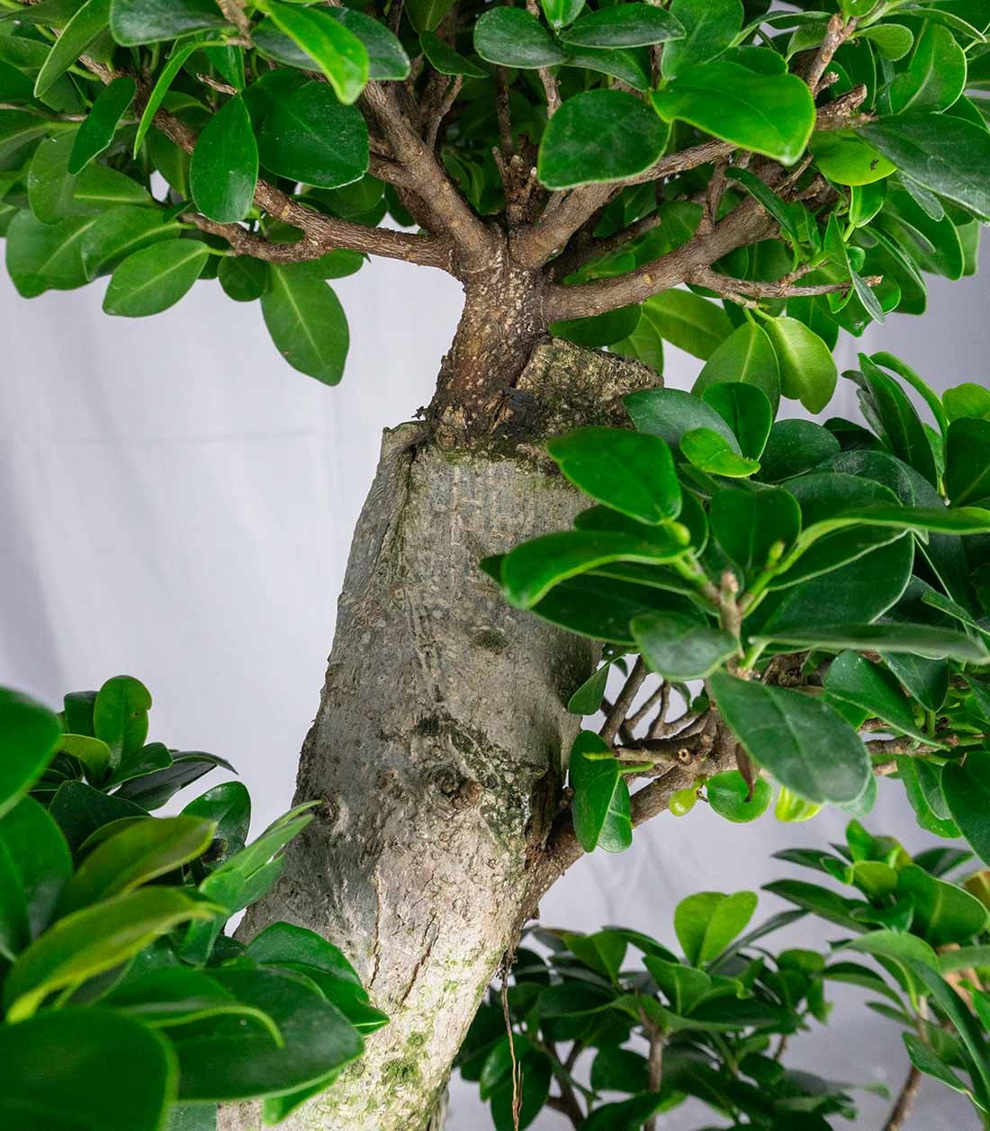 Ficus Ginseng | 80 cm