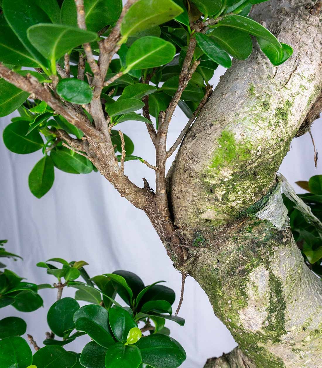 Ficus Ginseng | 80 cm