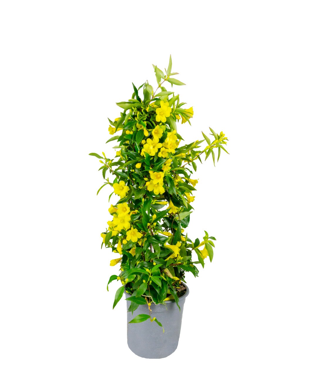 Gelsomino Giallo