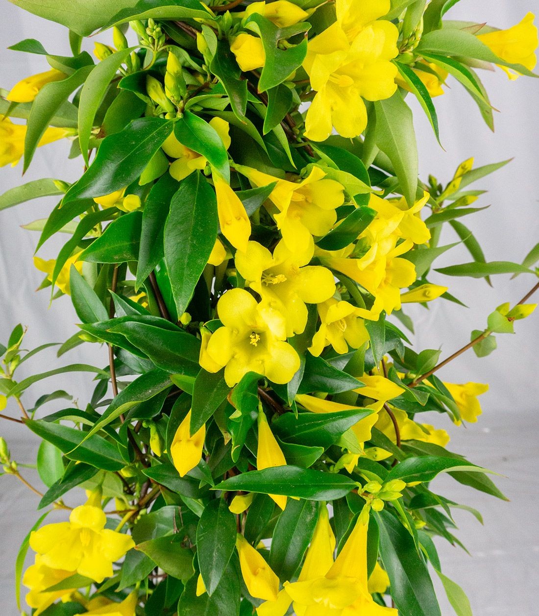 Gelsomino Giallo