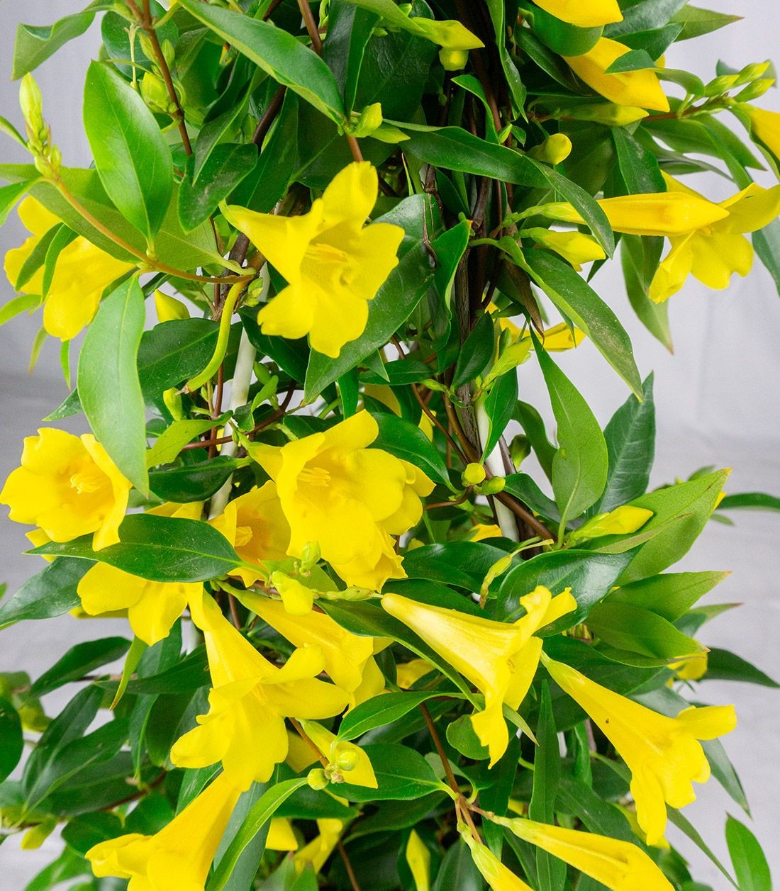 Gelsomino Giallo