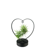 Tillandsia con supporto a Cuore nero