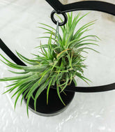 Tillandsia con supporto a Cuore nero