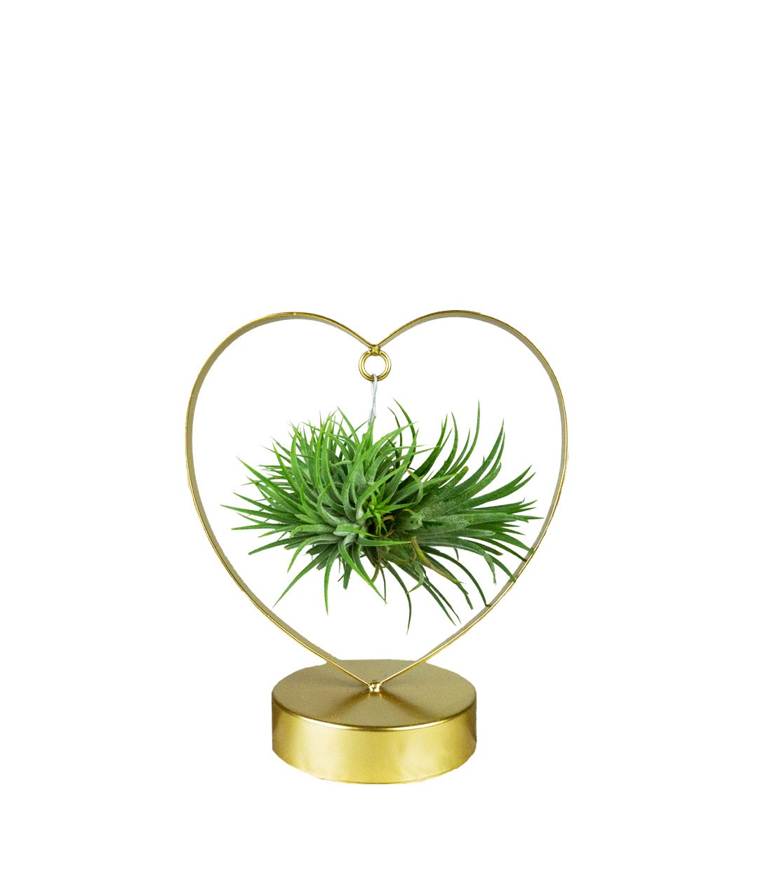 Tillandsia con supporto a Cuore oro