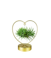 Tillandsia con supporto a Cuore oro
