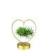 Tillandsia con supporto a Cuore oro
