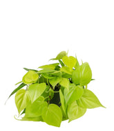 Filodendro scandens Lemon Lime