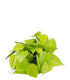 Filodendro scandens Lemon Lime